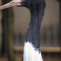 上野動物園