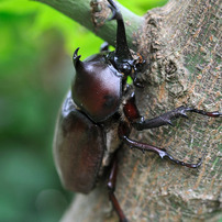 カブトムシ の写真 画像 写真集 写真共有サイト Photohito