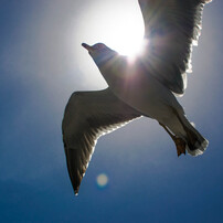 Birds3