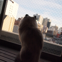 猫家　-2013/02/09-