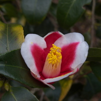 万葉の森