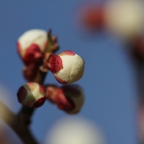 曽我梅林2013