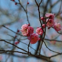 梅（八重寒紅？）