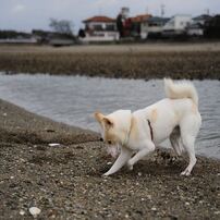 愛犬と