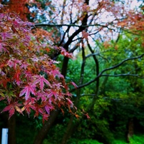【旅】［伊豆］紅葉