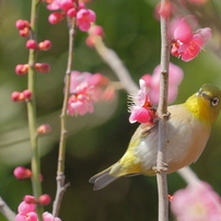 花のれん