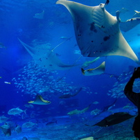 美ら海水族館の大水槽
