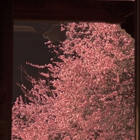 紅梅　
