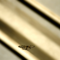 Butterfly・・・Monochrome