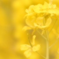 菜の花