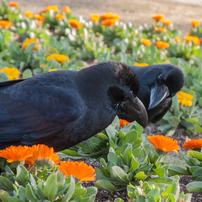 カラスの写真 画像 写真集 写真共有サイト Photohito