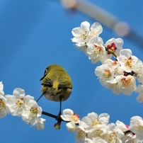 3月6日　近くの公園にて