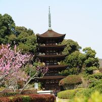 山口瑠璃光寺と梅
