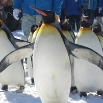 SANYO(サンヨー)のデジタルカメラXacti DSC-S6 で撮影した写真(画像