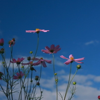 キャノン Canon EOS 40D【作例あり】 EOS 40Dで撮影された写真 | 写真検索 | GANREF