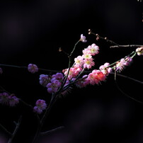 戸定邸・梅