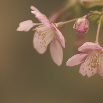 河津桜　一条戻り橋にて