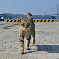 2013.03.12呼子のネコちゃん