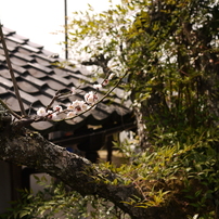 梅