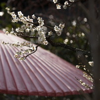 雨時々梅の花びら