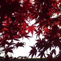 「紅葉」（2012年）
