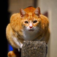 ANimAl -Vol.1-