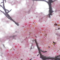 皇居外苑の桜