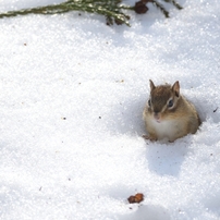 シマリスの写真(画像)・写真集 - 写真共有サイト:PHOTOHITO