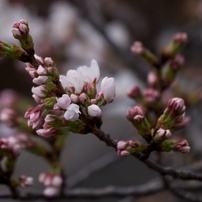 桜。まだつぼみ(´･ω･`)