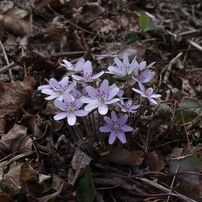 大崎雪割草の里