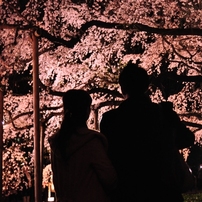 東京桜物語