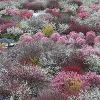 春の絶景！「梅の花の乱舞」