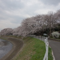 境川沿い