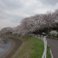 2013年3月　桜その１