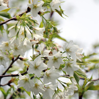 大島桜②