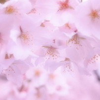 満開の桜