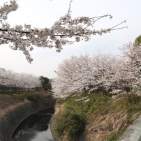 川沿いの満開桜