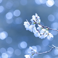 上飯田｜桜