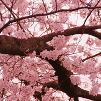小金井の桜8