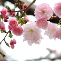 桜・・・の魅力