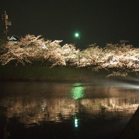 舞鶴夜桜-12