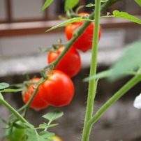 20090815トマト2