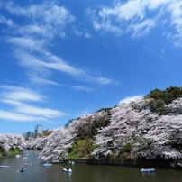 千鳥ヶ淵の桜2013　（５）