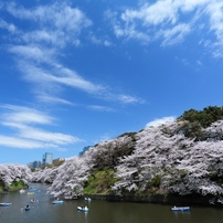 千鳥ヶ淵の桜2013　（５）