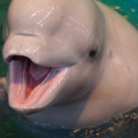 dcpic-13/03：名港水族館