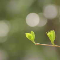 こなつ的写真論