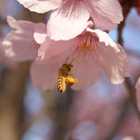 桜と蜂