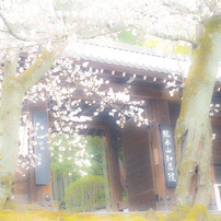 知恩院・桜