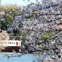 花風景　～春の貴志川線～