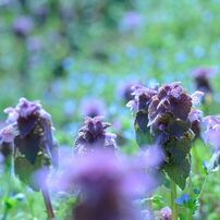 春の花の写真 画像 写真集 写真共有サイト Photohito